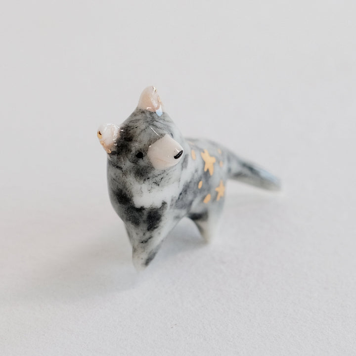 Tasmanian Devil Guardian | Wandering
